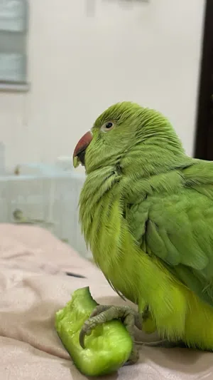 ببغاء درة للبيع