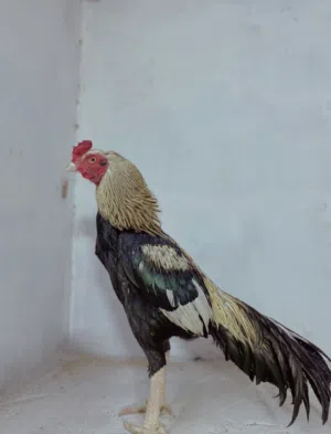 للبيع ديكين باكستانيات الوصف مهم