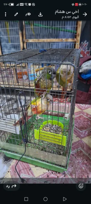 كنيور اليف فول ياكل ابحده