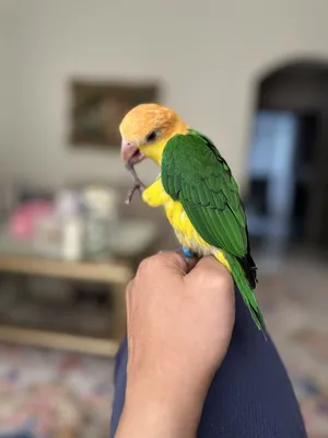 ‏ببغاء‏1