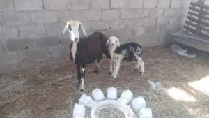 جاعده وبنتها للبيع