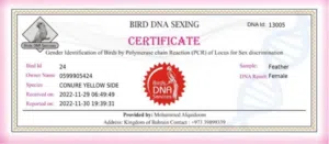 زوج كنيور منتج الذكر بلو والانثى اولو سايد