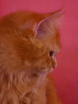 قط شيرازي Persian mix