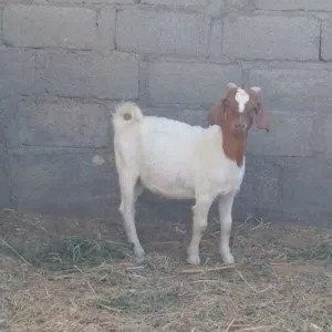 صخل وصخله بورقوت