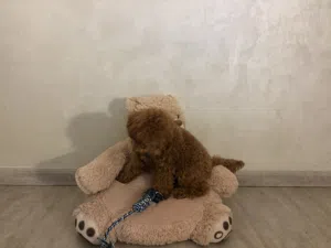Toy Poodle for Sale