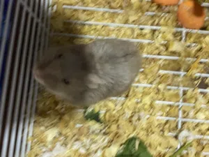 Hamster for sale very friendly with cage