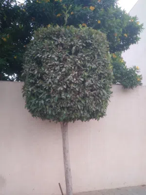 احمد الشافعي