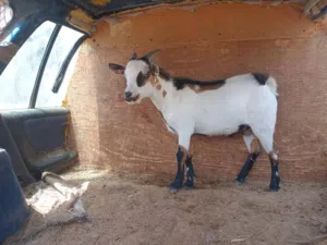 جدي كردي للبيع