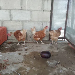 جاج احمر البياض