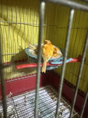 السلام عليكم موجود جوز كنار احمر نخل