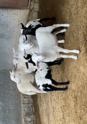 للبيع غنم دوبر أفريقي بيور