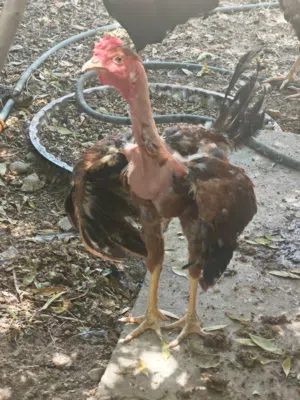 للبيع.  ديج ابو ركيبه وما اعرف هندي لو عربي