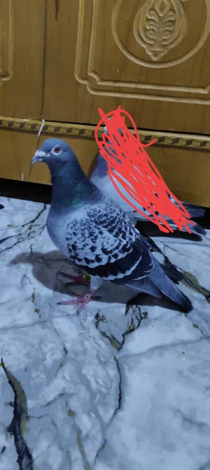 زواجل 2 افحله