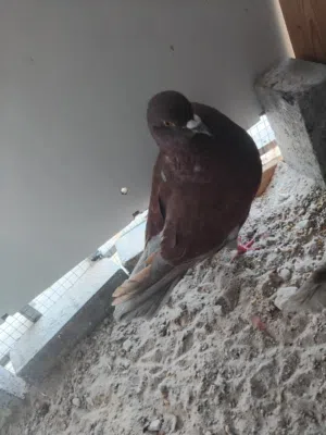 Modena pigeon for sale 3 piece for 100