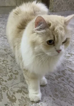 قططط شيرازي ب