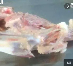 عظم دجاج.. هياكل دجاج. عظم دجاج عضوي وطبيعي مناسب جدا" للحيوانات.. للكلاب. القطط. الأسود. النمور.