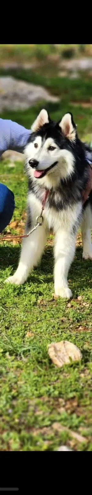 كلب هاسكي ذكر