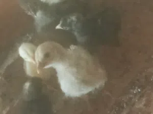 فراريج بلديه
