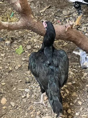 بيع دجاج وفروخ باكستانيه