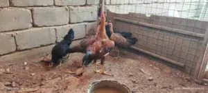 دجاج عرب وابو ركيبة