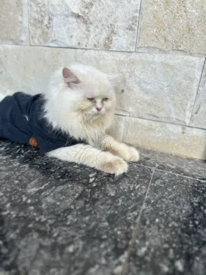 قط شيرازي بيعه مستعجله