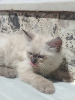 قطط سيامي عمر شهرين