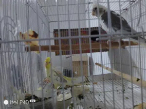 للبيع طيوركوكتيل شرط التبزير اميات. ساحب منهن ثلاث بطون وحاليا يردن يبيضن. الذكر انكليزي اصلي. وال
