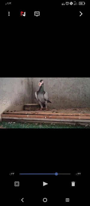بغادنه زرق فحل وطيره