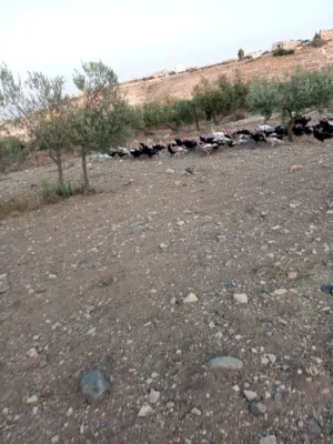 ديوك حبش للبيع