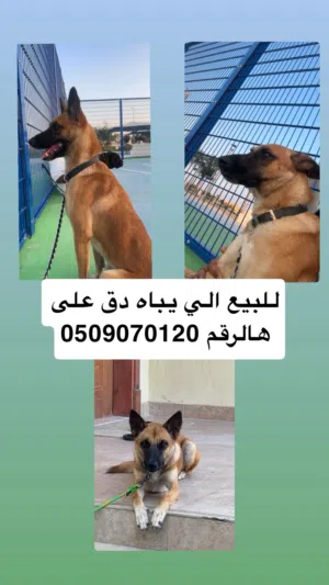 كلب مالينوا عمره سنتين.