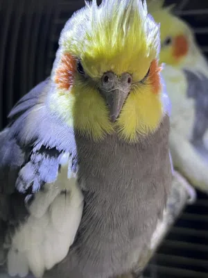 طيور للبيع