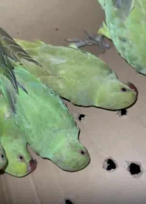 بغبغاء الدره