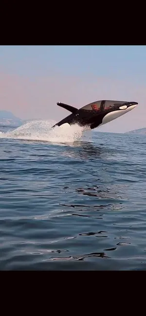 Seabreacher orca