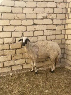 للجادين فقط