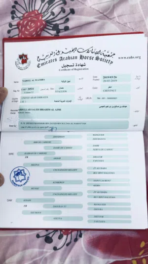 حصان عربي اصيل