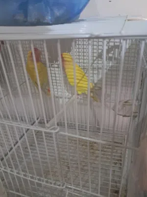 Lutino Rosy-faced Lovebird
