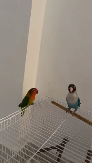 للبيع زوج فيشر أليف و منتج و يحب اللعب و القفص حجمه مناسب+ يجي معاه كامل الاكسسورات الي ب القفص