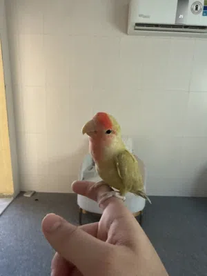 ببغاء الروز