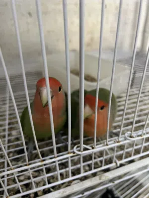 زوج طيور حب(لافبيرد) مايخافون