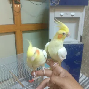 كوكتيل ربه بزرات خير من الله بصره قرب جسر الكزيزه