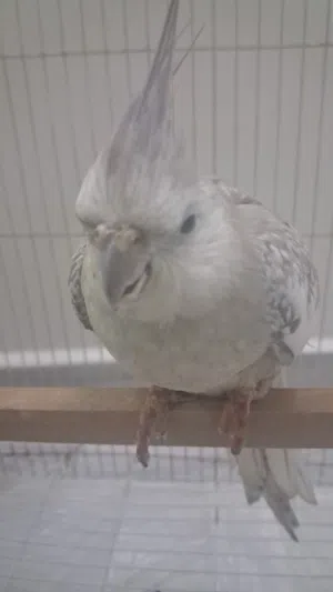 للبيع كوكتيل حط سعرك عجبني شيل