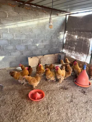 دجاج كوشن أصل