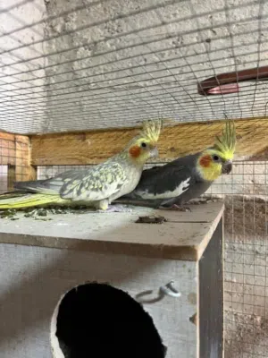 جوز دره للبيع  جوز كوكتيل شغال تحتو 3بيضات