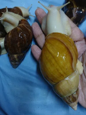 حلزونات افريقية عملاقة