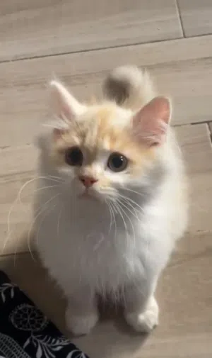 Pure Siberian Kittens Imported from Russia with Passports (Males & Female) 3 kittens available now