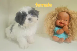 shihtzu peur   شيتزو بيور
