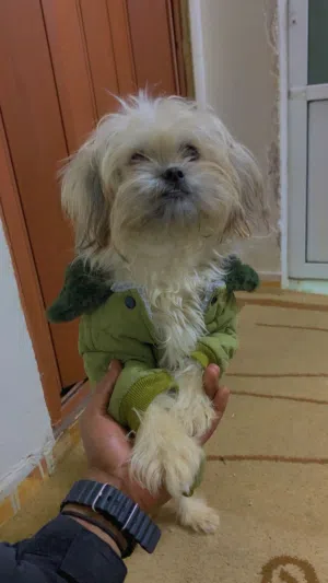 كلب للبيع مالتيز العمر بين 5 و 6 شهور ............