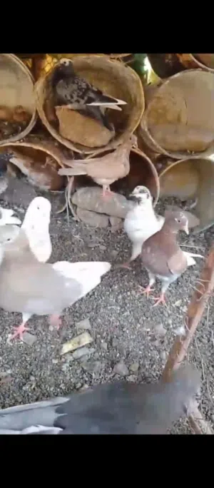 حقم(طيور ) للبيع  بألوان جميلة وأحجام ممتازة نوع عادي (مفرد وأزواج) نوع حب رمان (مفرد وازواج)