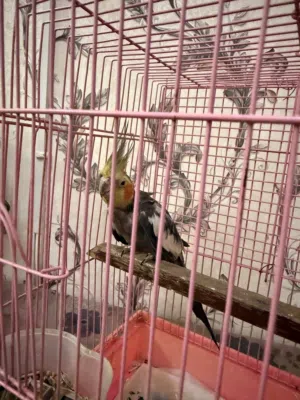 للبيع كوكتيل Cockatiel for Sale