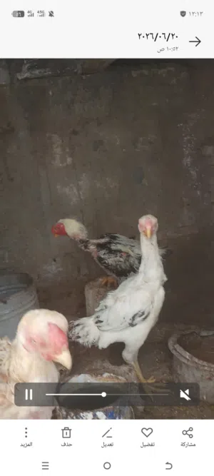 ثلاث فرحات فارسي وديك اربد بني كنانه